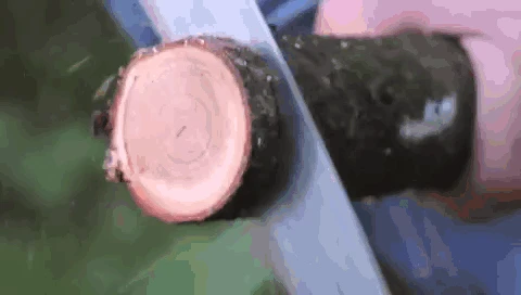 Silky Zubat 330 (LG Teeth) Curved Pruning Saw 4 Silky Zubat 330 (LG Teeth) Curved Pruning Saw - Image 4