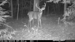 Spypoint Link-Micro-LTE Cellular Trail Camera (Twin Pack) -Outdoor Sports Equipment Store DavidTyler2 dcc99038 03ad 49c4 8e12 56dc4023d492