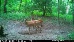 Spypoint Link-Micro-LTE Cellular Trail Camera (Twin Pack) -Outdoor Sports Equipment Store KyleDonaldson2 06ab7976 dbc6 438c a111 65b93529852c