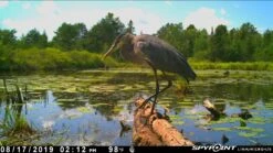 Spypoint Link-Micro-LTE Cellular Trail Camera (Twin Pack) -Outdoor Sports Equipment Store LanceLarocko2 96407584 f3bf 400f 88e4 66fc641713ef