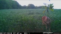 Spypoint Link-Micro-LTE Cellular Trail Camera (Twin Pack) -Outdoor Sports Equipment Store LouisMaliongas2 40e86f00 34e4 443c a76c 5e0934205b1e