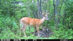 SpyPoint Flex Cellular Trail Camera -Outdoor Sports Equipment Store large 6308dc5d4a481.jpeg Good2goco