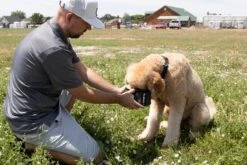 Klymit Travel Dog Bowl -Outdoor Sports Equipment Store pf c9a81245 KlymitDogBowl12DGDB01CLS024000x4000 copy Good2goco