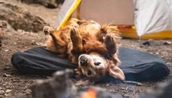 Klymit Moon Dog Bed -Outdoor Sports Equipment Store pf ca4b032f eb97 44f5 bf7c 2b031383a3f4 KlymitMoonDogBedCampingv1