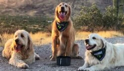 Klymit Travel Dog Bowl -Outdoor Sports Equipment Store pf df5aa985 4f63 4ef5 a599 3915af0d177e KlymitDogBowlMoutainsv1 Good2goco